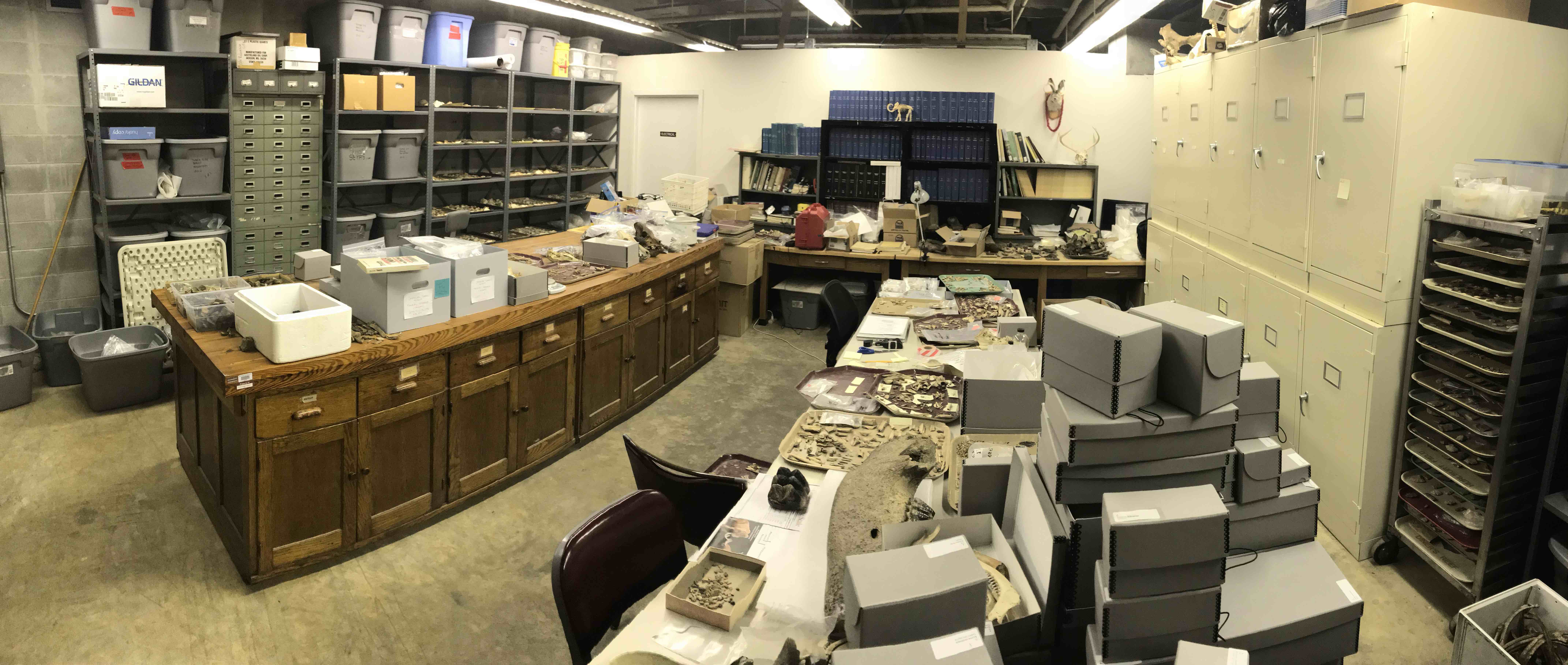 Zooarchaeology Lab 1